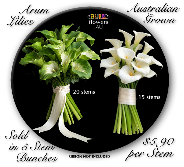 ARUM LILIES